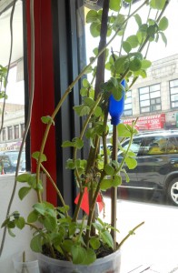 Trinbagonian podina in NYC restaurant window